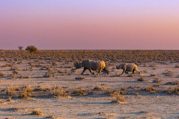White mother rhino with a baby rhino running on African savannah under the sunset time © Siyue