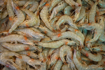 fresh shrimps at the fish market. prawns.
