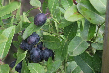 Carissa carandas fruit on tree in farm