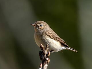 森の中で枝に留まって周りを見渡しているニシオジロビタキの雌