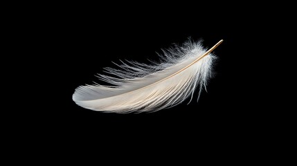 Single white feather isolated on black background.