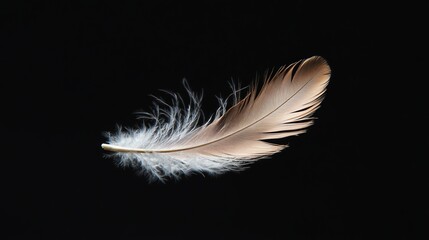 Single feather floating on a black background.