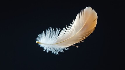 Obraz premium Single feather floating against a black background.