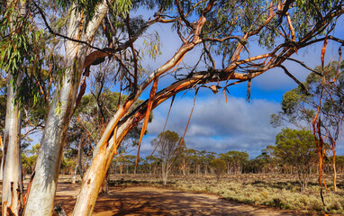 woodland Eucalyptus, Eucalyptus Sheathiana or ribbon gum