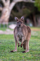 Kangaroo standing in field in Australia
