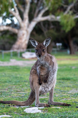 Kangaroo standing in field in Australia