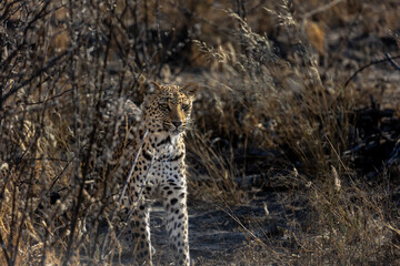Young leopard stands behind bush watchful and ready to hunt