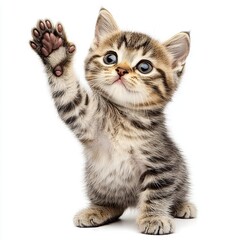 Obraz premium cute cat giving high five, isolated on white background