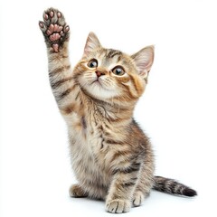 Fototapeta premium cute cat giving high five, isolated on white background
