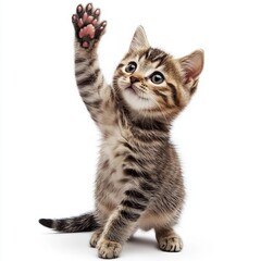 Obraz premium cute cat giving high five, isolated on white background