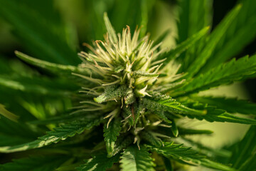 Cannabis buds with detailed trichomes before harvest phase with green bokeh background