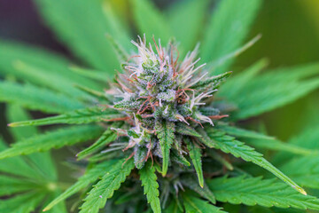 Cannabis buds with detailed trichomes before harvest phase with green bokeh background