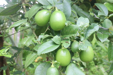 Lemons on tree in farm for harvest