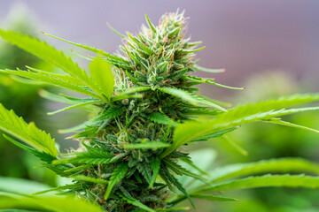 Green Cannabis buds with detailed trichomes embedded in their sugar leaves close before harvest...