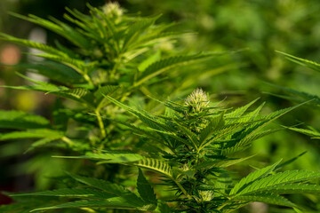 Green Cannabis blossom and the detailed trichomes embedded in their sugar leaves with soft bokeh...