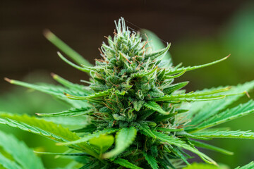 Green Cannabis blossom and the detailed trichomes embedded in their sugar leaves with soft bokeh...