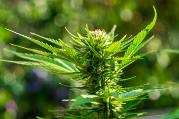 Green Cannabis blossom and the detailed trichomes embedded in their sugar leaves with soft bokeh...