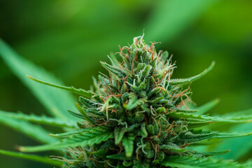 Green Cannabis blossom and the detailed trichomes embedded in their sugar leaves with soft bokeh...