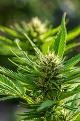 Green Cannabis blossom and the detailed trichomes embedded in their sugar leaves with soft bokeh...