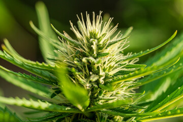 Green Cannabis blossom and the detailed trichomes embedded in their sugar leaves with soft bokeh...