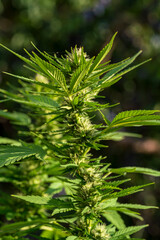 Green Cannabis blossom and the detailed trichomes embedded in their sugar leaves with soft bokeh...