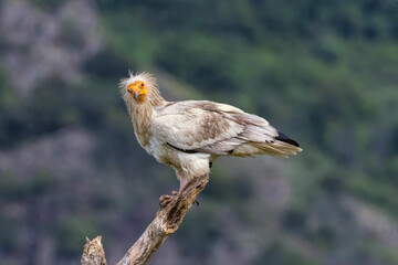 Egyptian vulture in natural habitat in Bulgaria