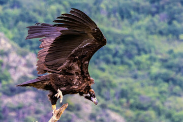 Cinereous vulture sitting on feeding station