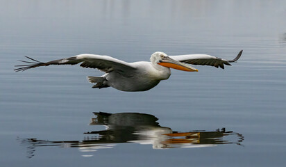 Dalmatian Pelican of Kerkini Lake
