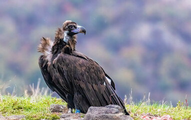 Cinereous vulture sitting on feeding station