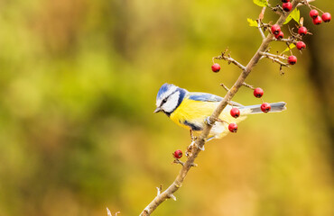 Blue tit drink water and sitting on branch