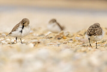 Dunlin (Calidris alpina) in natural habitat