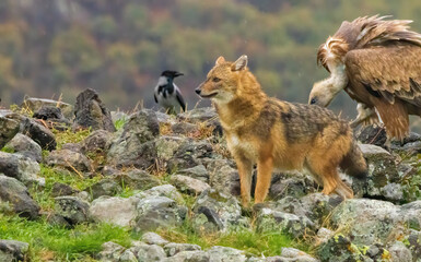 Golden Jackal in a natural habitat
