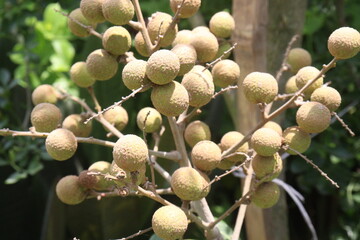 Longan fruit on tree in farm