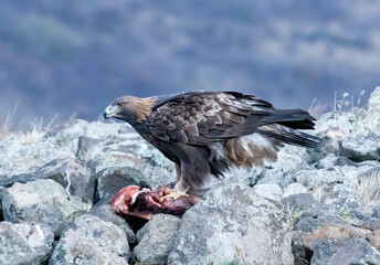 Action photography of Golden Eagle