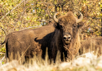 European Bison reintroduced on the Balkans