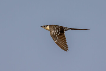 Great Spotted Cuckoo in flight