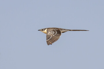 Great Spotted Cuckoo in flight