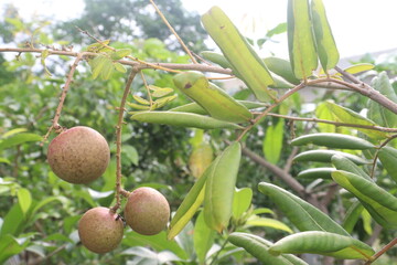 Longan fruit on tree in farm