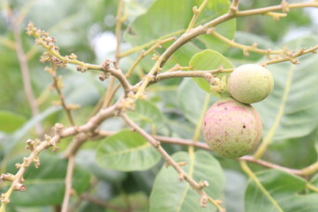 white longan fruit on tree in farm