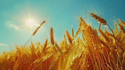 Breathtaking azure sky over farmland in the fall, showcasing a low perspective of the rich green and golden wheat harvest, accompanied by sturdy barley dancing in the breeze, producing an enchanting