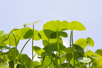 Centella asiatica (gotu kola). Fresh green leaves herb background.