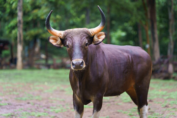 Yong Bos Javanicus, Banteng, Taurus, or Red Cow in the green natural forest it is a type of wild cattle in a wildlife sanctuary in Thailand and Southeast Asia.