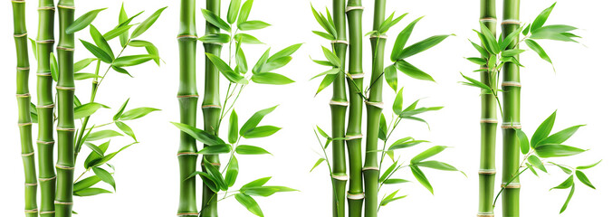 Set of green bamboo stems with leaves, cut out