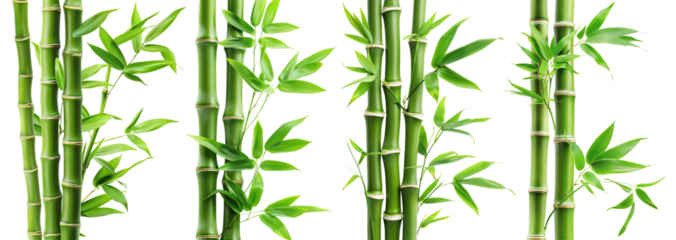 Set of green bamboo stems with leaves, cut out