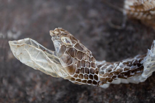 shedding of a yarara snake