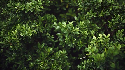 Close-up of lush green leaves, creating a natural and textured background.