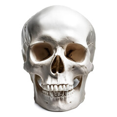 Obraz premium Human skull, Front view of natural human skull, isolated on white background