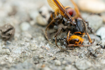 ヒメスズメバチの死体に群がるアリたち