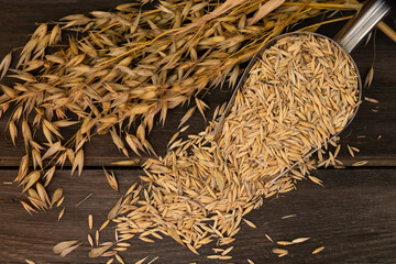shovel spoon with oat grains for forage