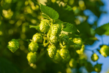 Green Bavarian Hops Dolden in close up view with soft bokeh green background 